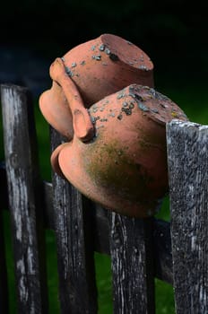 grzybia dabrowa 06.2016