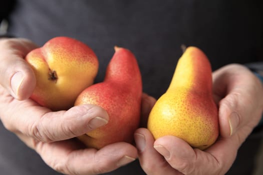 Three ripe, colorful pears in a man's hands