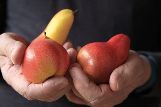 Older man holding three colorful pears in his hands