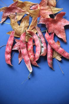 Colorful cranberry beans with russet and gold liquidambar leaves on a blue background