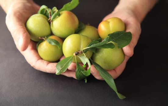 Fresh green plums in a senior’s hands