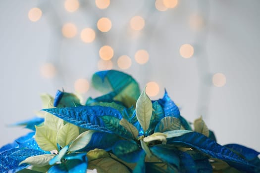 Glittery Christmas poinsettia in blue and white with lights in background