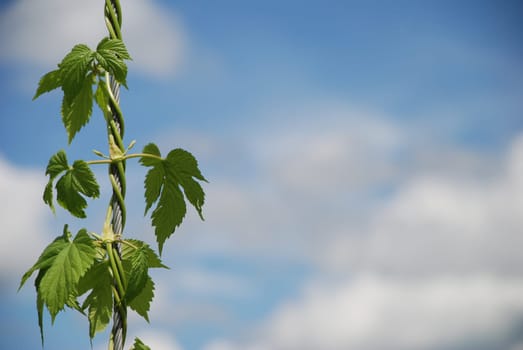 Hops Hopfenblatt Beer Bavaria Leaf Climbing plant brew Bavarian Purity Law 500 years rank Hallertau Hollerdau Holledau Cultivation area Bitter substance Humulus Lupulus Rosids Eurosiden Rosales Hops and malt,God preserve