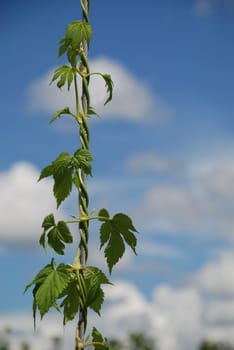 Hops and malt,God preserve.       Bavarian German beer Hops Purity Law Hops Hop Leaf Bavaria Leaf Climbing plant 500 years Hallertau Hollerdau Holledau Cultivation area Germany Lupulus Rosiden Cannabaceae Humulus