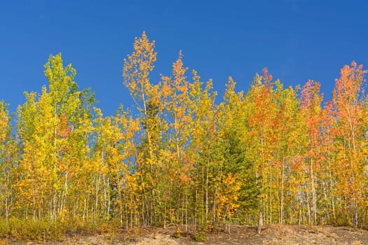 Fall Colors in the Taiga in interior Alaska