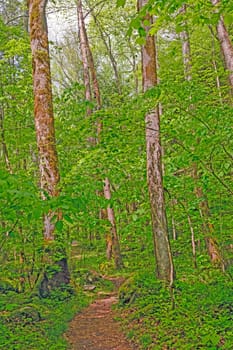 Springtime on a the Baxter Creek Trail in the Great Smoky Mountains in North Carolina