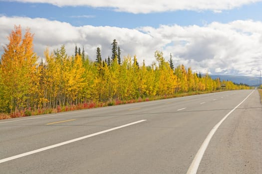 Fall Colors Along the Alaska Highway near Tok, Alaska
