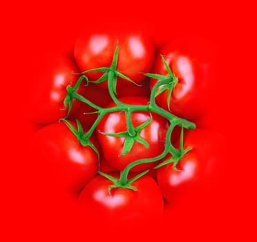 3d illustration concept with a bunch of tomatoes with green stem blending in a red background. Square, top view