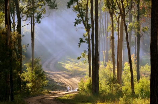 incidence of light in the smoky forest