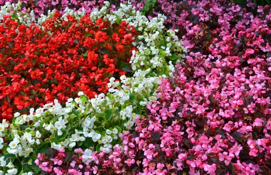 Semperflorens begonias,ice begonias