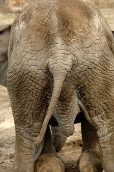 elephant at the zoo
