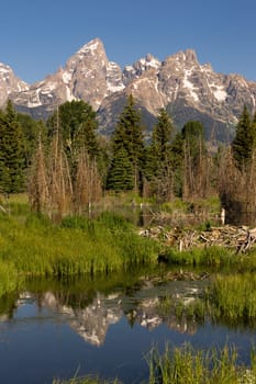 The water is perfectly smooth showing high peak reflections in the Teton's below this Beaver Dam