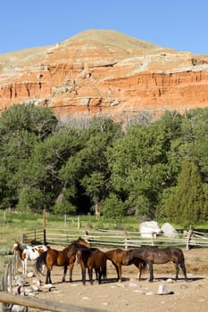 horses huddled together at the base of red rock buttes