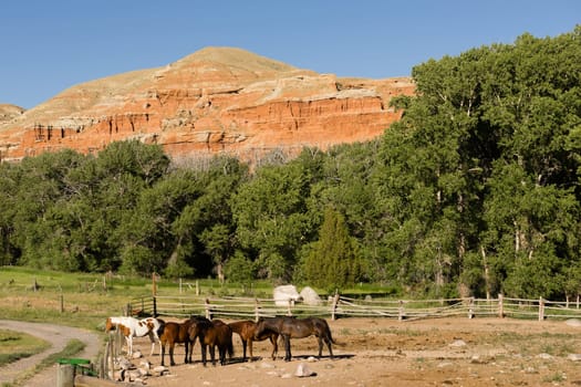 horses huddled together at the base of red rock buttes