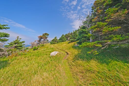 Remote Wind Blown Green Gardens trail on the Atlantic Ocean in Gros Morne National Park in Newfoundland, Canada