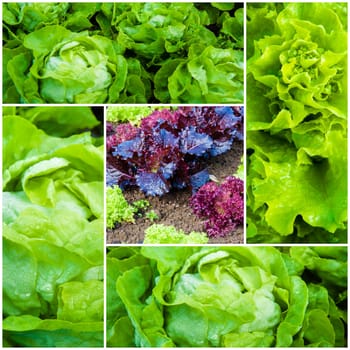 Photo collage of fresh lettuce plants