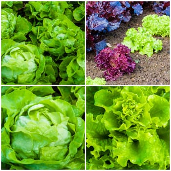 Photo collage of fresh lettuce plants