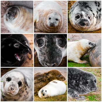 Photo collage of baby seals images