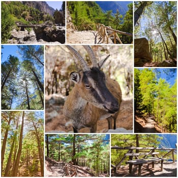 Photo collage of Samaria Gorge images in central Crete, Greece