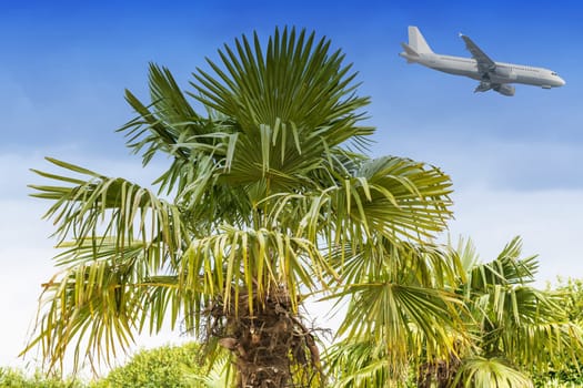 Large palm tree in front of a blue sky in the background a passenger plane on landing..