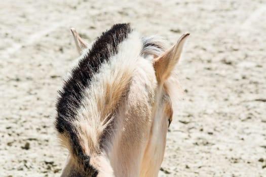 Head with beautiful mane of a small horse,pony..