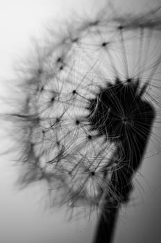 Seed head of a Dandelion