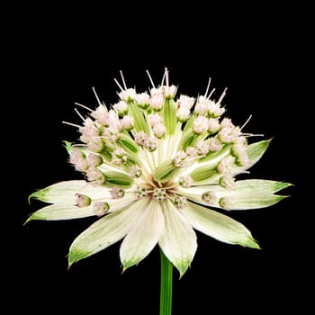 Blossom of a masterwort (astranatia) flower with black background