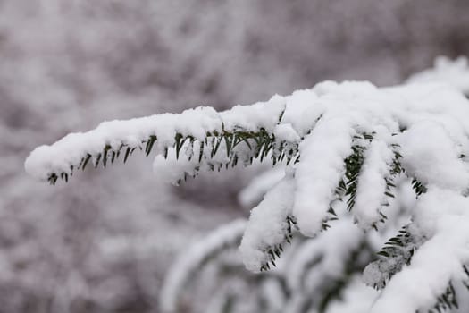 Snowy fir branch