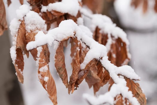 Snowy leaves