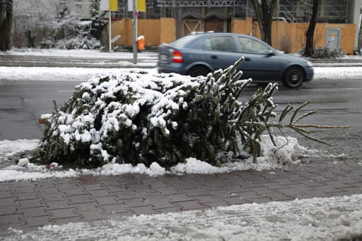 Christmas tree disposal
