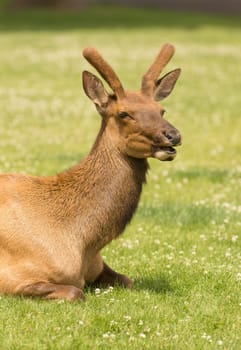 A young male elk lays down alone in the sunshine at Yellowstone