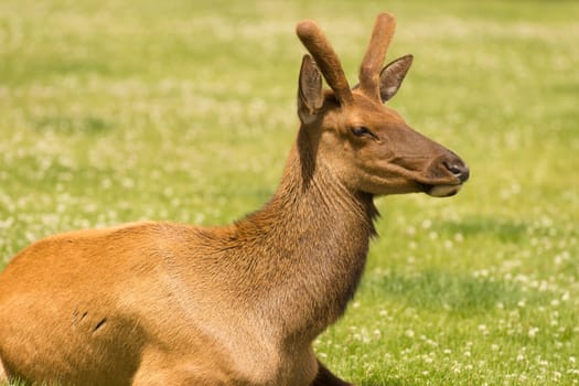 A young male elk lays down alone in the sunshine at Yellowstone