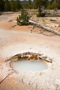 Hot Springs bubble up in the Artist Paint Pots area of Yellowstone