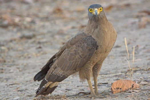Crested Serpent Eagle on the Ground in the Forest in Bandhavgarh National park in India