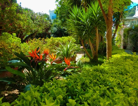 Bautiful public garden in Capri island, Italy