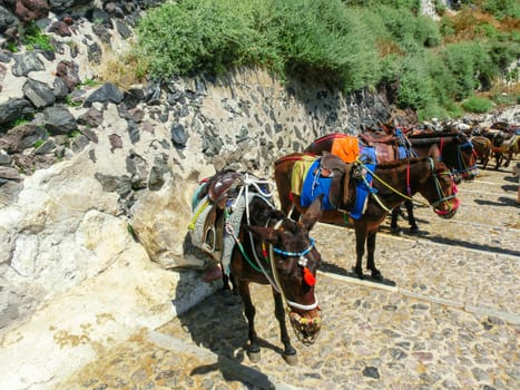 The donkeys on stairs of Santorini, Greece