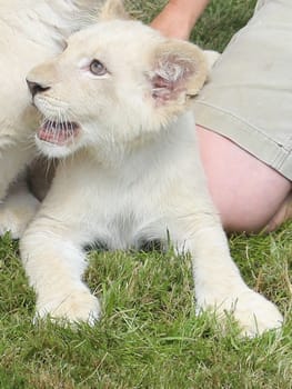 Name baptism of the white lion babies in the Magdeburg Zoo on July 26,2016