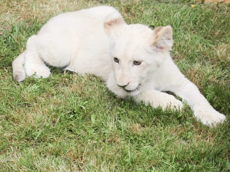 Name baptism of the white lion babies in the Magdeburg Zoo on July 26,2016