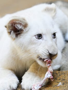 Name baptism of the white lion babies in the Magdeburg Zoo on July 26,2016