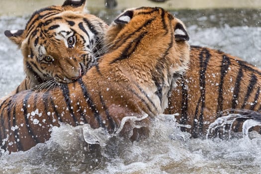 Siberian tiger (Panthera tigris altaica),captive
