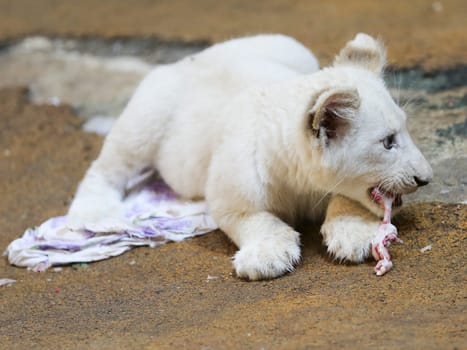 Name baptism of the white lion babies in the Magdeburg Zoo on July 26,2016