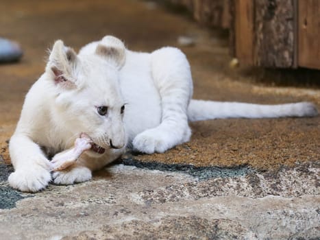 Name baptism of the white lion babies in the Magdeburg Zoo on July 26,2016