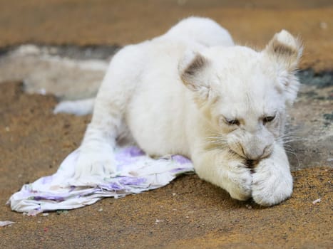 Name baptism of the white lion babies in the Magdeburg Zoo on July 26,2016