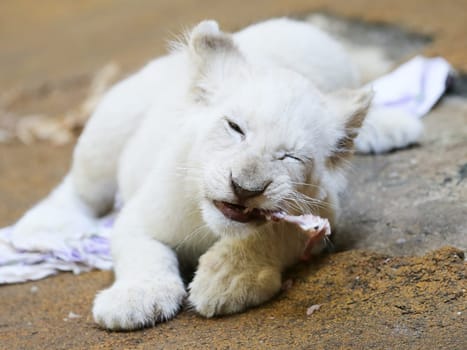 Name baptism of the white lion babies in the Magdeburg Zoo on July 26,2016