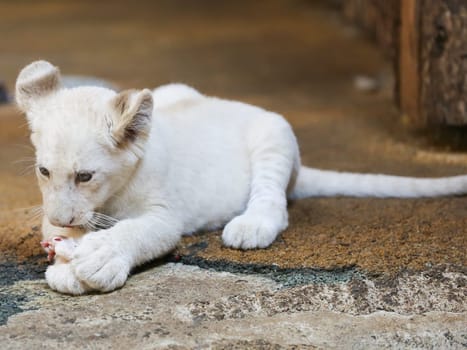 Name baptism of the white lion babies in the Magdeburg Zoo on July 26,2016