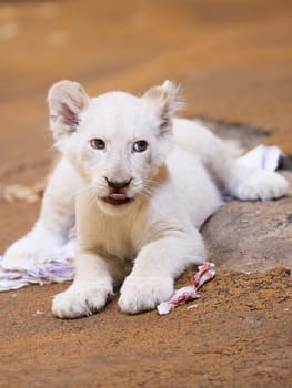 Name baptism of the white lion babies in the Magdeburg Zoo on July 26,2016