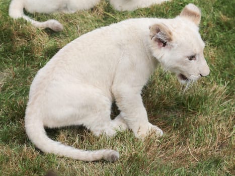 Name baptism of the white lion babies in the Magdeburg Zoo on July 26,2016