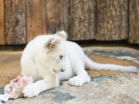 Name baptism of the white lion babies in the Magdeburg Zoo on July 26,2016