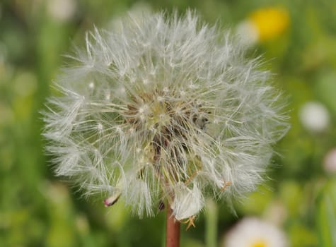 a close up of dandelion in nature
