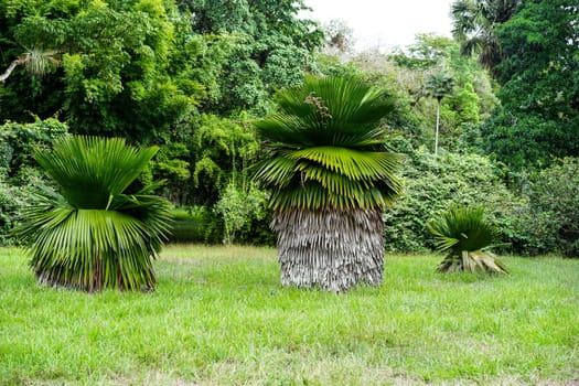 great Petticoat Palms growing in tropical Cuba